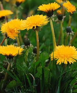 Dandelions in grassy field